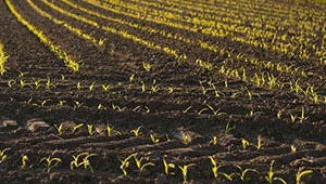 內蒙古完成黑土地保護性耕作758.93萬畝