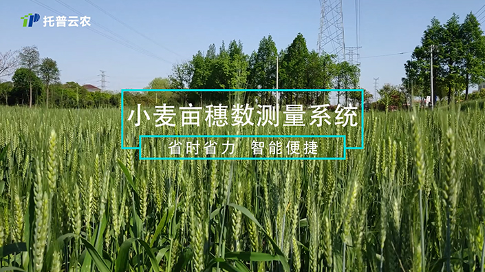小麥畝穗數測量系統