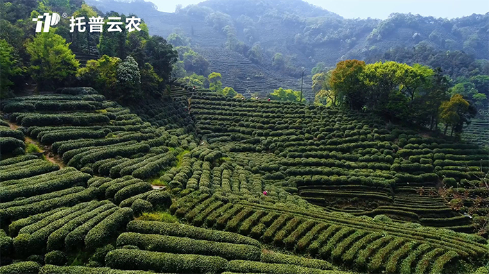 茶園病蟲害防治技術(shù)方案